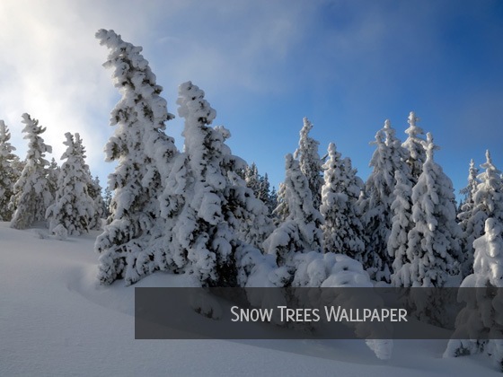 wallpaper photos. Snow Trees Wallpaper