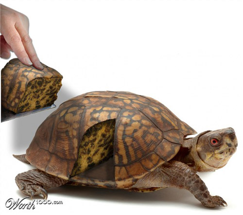 tortoise-cake-photomanipulation