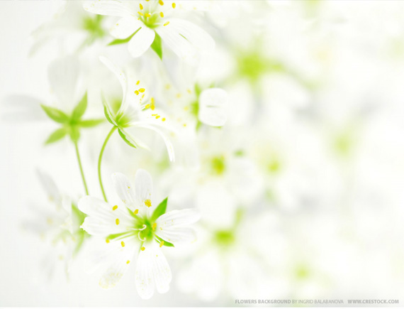 Beautiful Wallpapers Of Flowers