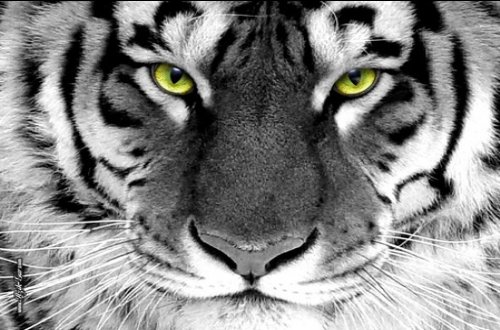 wallpapers tiger. Tiger Wallpapers Lion