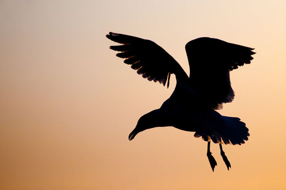 Birds_Silhouette_Flight_by_KintzPhotography