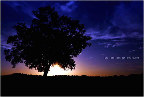 The_Silhouette_of_a_Tree_by_sara_satellite