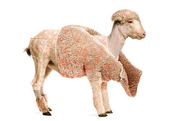 Photo Effects Week: Create a Lamb’s Coat in Photoshop
