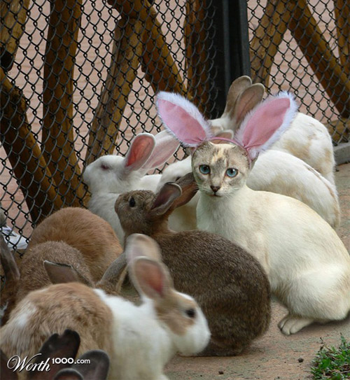 bunny-buddies-photomanipulation