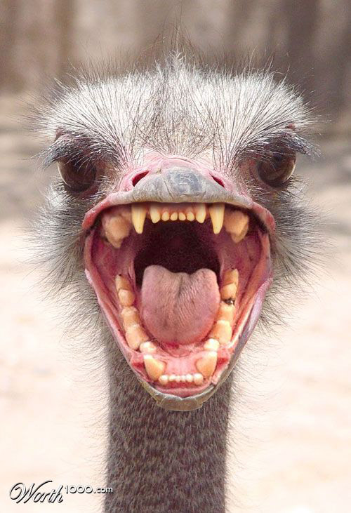 ostrich-photomanipulation