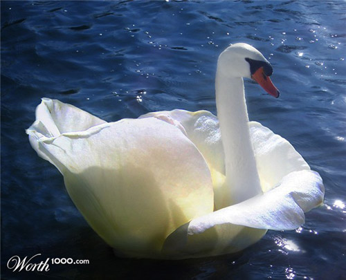 rose-swan-photomanipulation