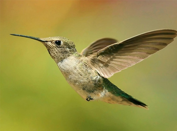 hummingbird-desktop-background