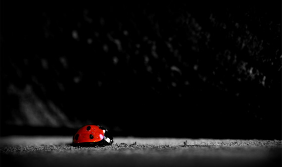 ladybug-desktop-background