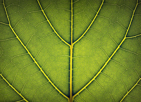 leaf-macro-desktop-background