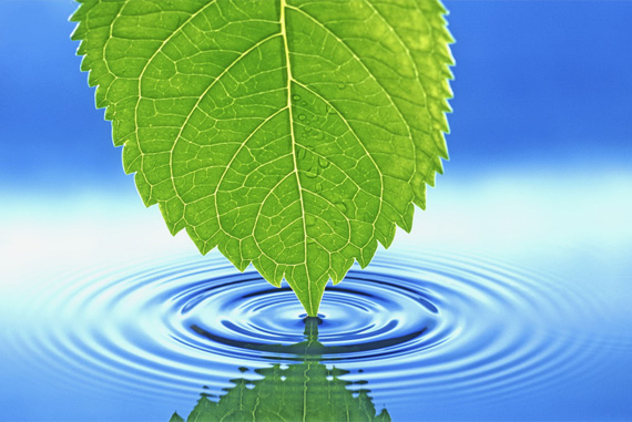 leaf-water-desktop-background