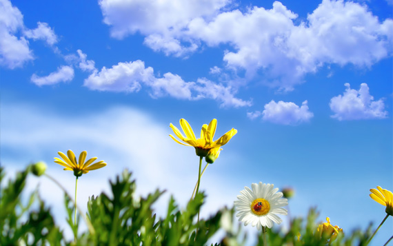 spring-flowers-dektop-background