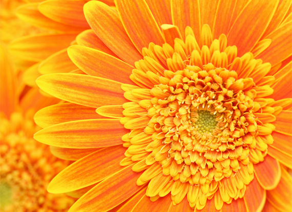 sunflower-desktop-background