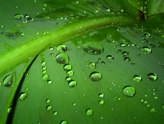 water-in-leaf-desktop-background